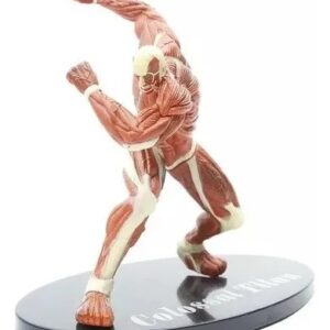 FIGURA ATTACK ON TITAN COLOSAL CON CAJA